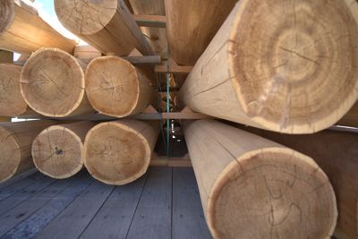 white-pine.jpg